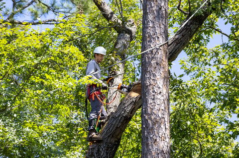 Tree trimmer pruning tree limbs