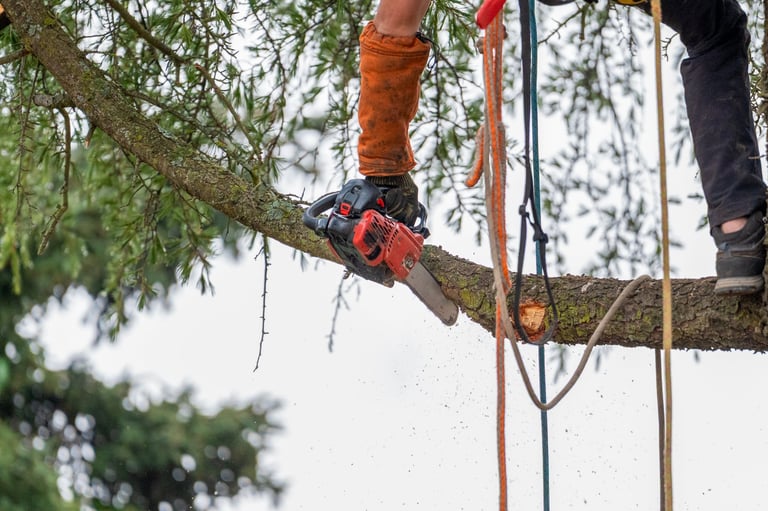 Arborist pruning tree branches with chainsaw