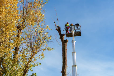 Professional tree surgeons working