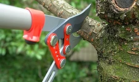 Red and black pruning saw cutting a moss-covered tree branch with white handle visible