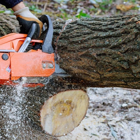 A person using an orange chainsaw to cut through a large tree log