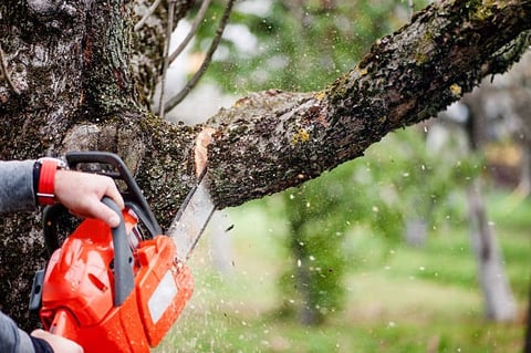 Person using red chainsaw to cut through a tree branch covered in moss and lichen